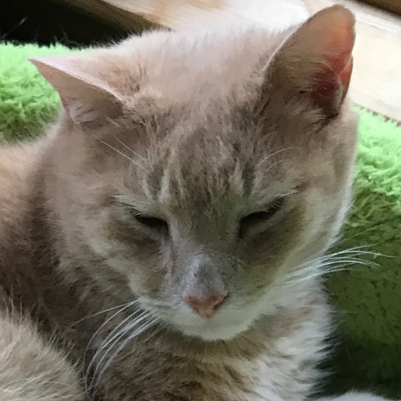 Meet your Posher, Bram - Picture 1 of 1